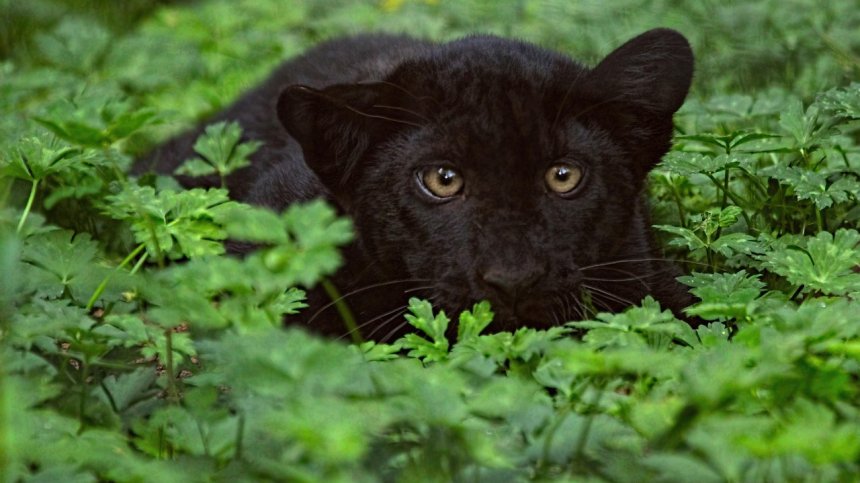 Кой и как внася диви животни у нас?