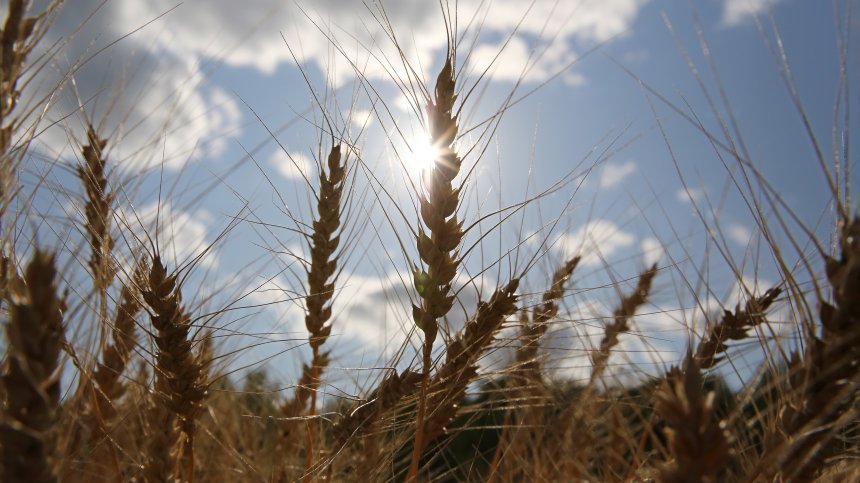 Фермерите в Европа се надигнаха срещу вноса на украинска продукция
