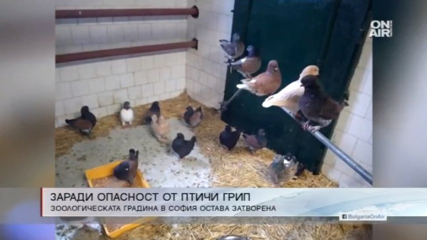 Зоопаркът в София остава затворен заради болните птици
