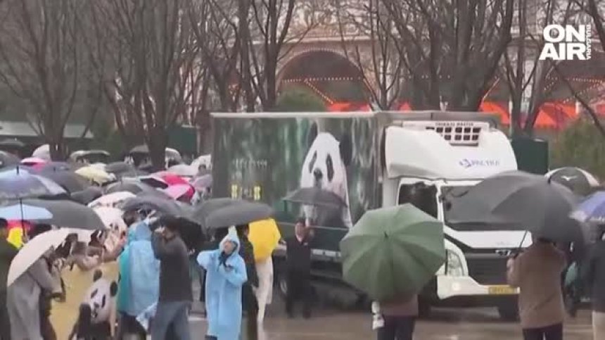 Известна панда замина за Китай и разплака множество южнокорейци