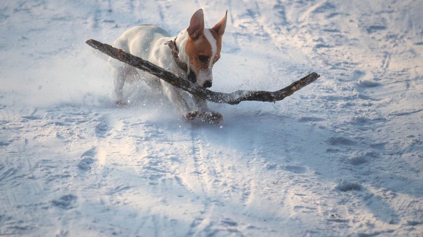 Извършват масови проверки на собствениците на кучета в София