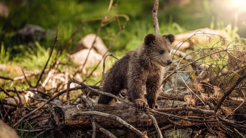 Мечка с две малки, излезли край магистрала, разчувства руски шофьори (ВИДЕО)