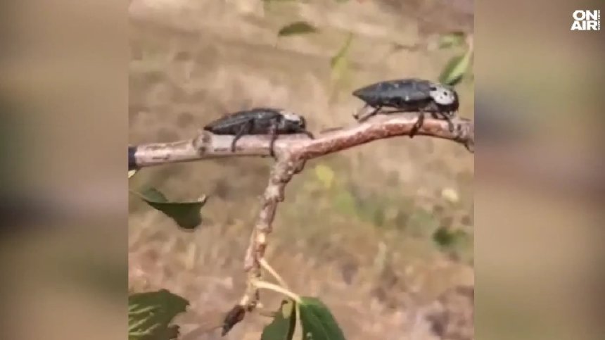 Земеделци фалират: Черната златка унищожава овощните градини