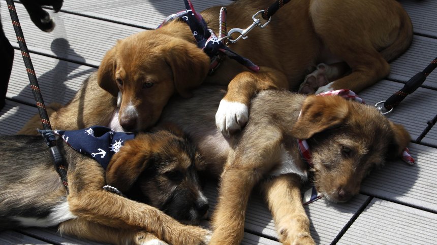 Как влияе суровата храна на кучетата?