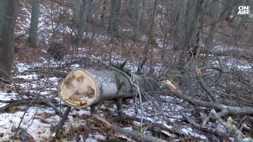 Дървото, убило майка на две деца във Витоша, е било изгнило (ВИДЕО)