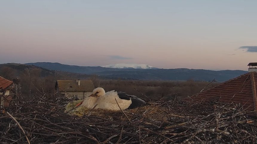 Като от приказка: Камера следи живота на двойка щъркели денонощно (ВИДЕО)