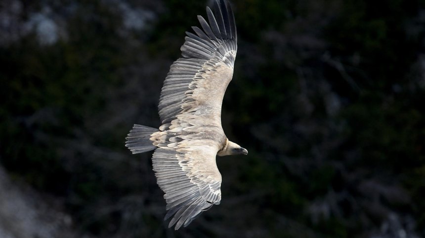 Разследват случаите на отровени египетски лешояди
