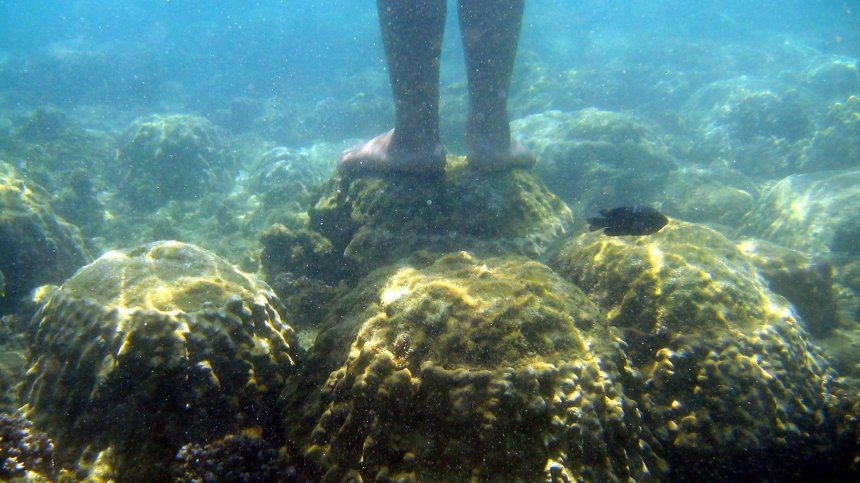 Болест унищожава кораловите рифове в Тайланд, хората са притеснени за поминъка си