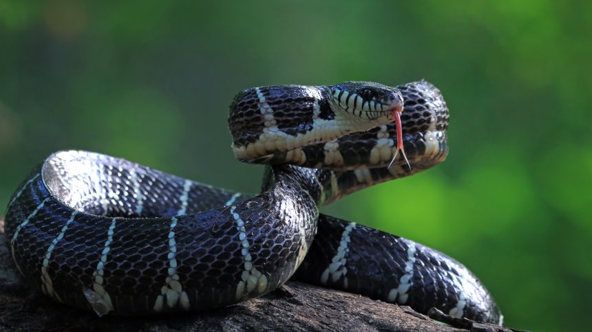 Най-отровните змии в света: В Индия всеки ден умират около 159 души от ухапвания