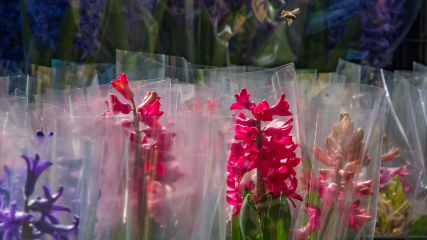 8 март е! Честит празник на всички дами