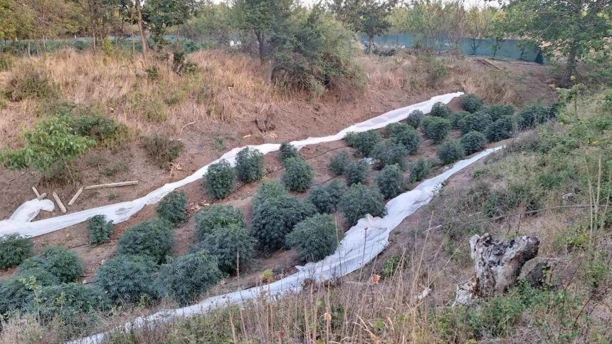 Откриха нива с канабис за 1 млн. лева в поморийското село Бата