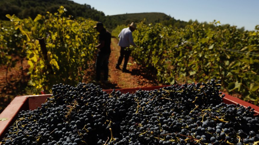 Във Франция изкореняват лозя - няма кой да пие виното