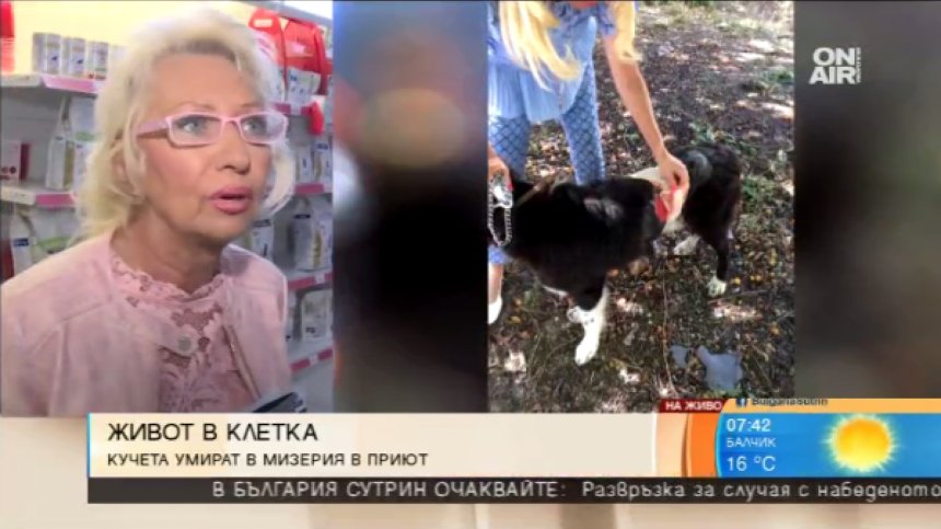 Жестокост в приюта за кучета в Горни Богров