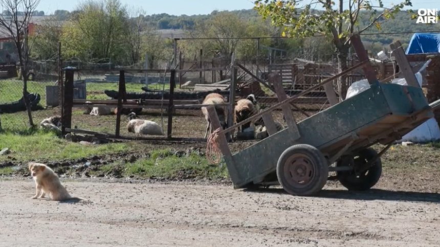 Ваксинират всички животни в Славяново заради случая на антракс