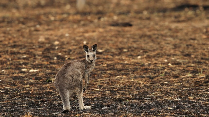 Катастрофално: 3 млрд. животни са мъртви или прогонени от австралийските пожари