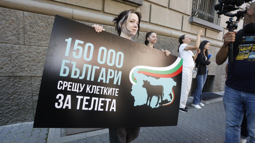 "Невидими животни" внесе петиция в парламента срещу жестокото отглеждане на телета