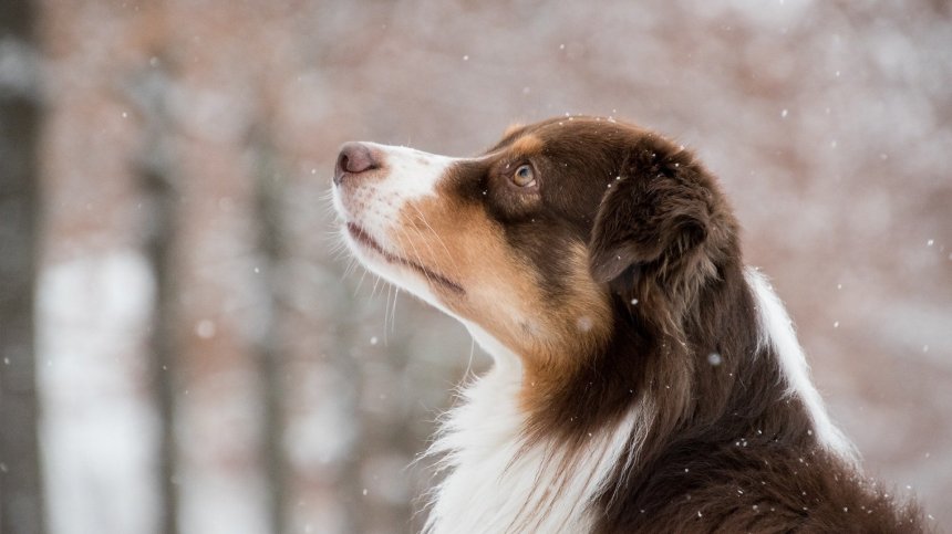 Испански полицаи спасиха сковано в ледени води куче (+ВИДЕО)