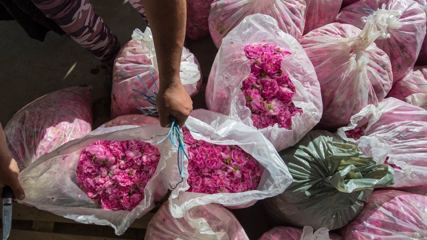 Розопроизводители: Слаба реколта, недооценен труд и малко пари