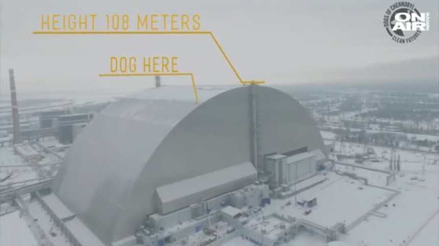 Спасиха бездомно куче от саркофага на чернобилския реактор
