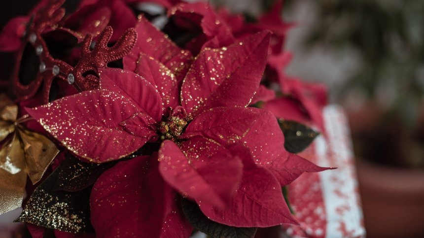 Няколко растения, които ще ви носят късмет и здраве в дома по Коледа