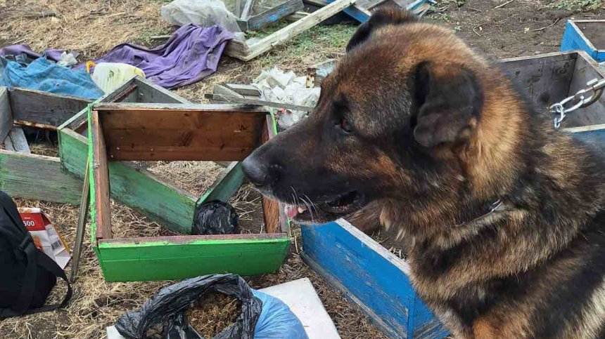 Кучето Бим с 9 години стаж в МВР откри канабис в Карнобатско (+СНИМКИ)