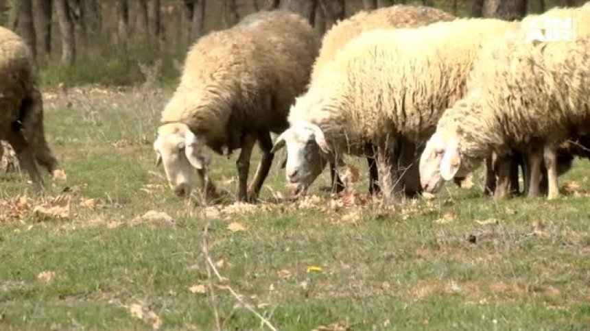Цената на млякото пада