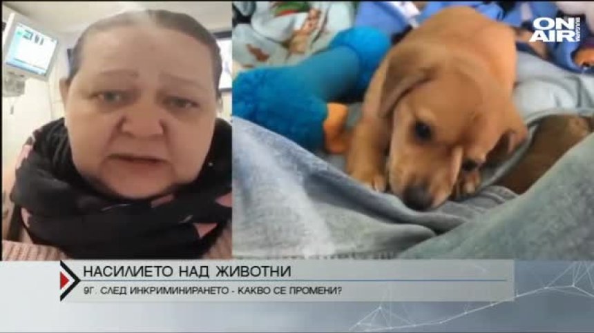 Какво се промени след инкриминирането на насилието над животни?