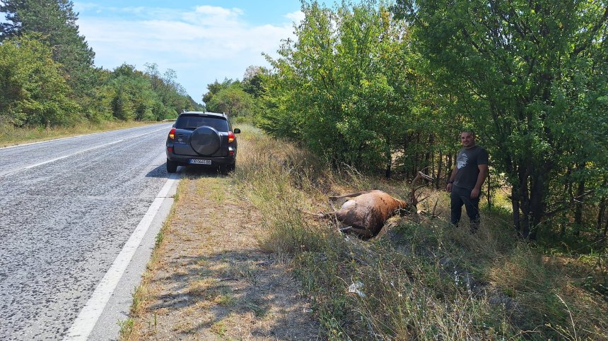 Шофьор блъсна и уби благороден елен край Ловеч