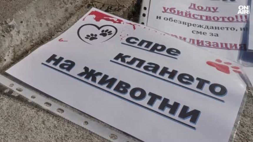 Масово отравяне на бездомни кучета в Сандански (ВИДЕО)