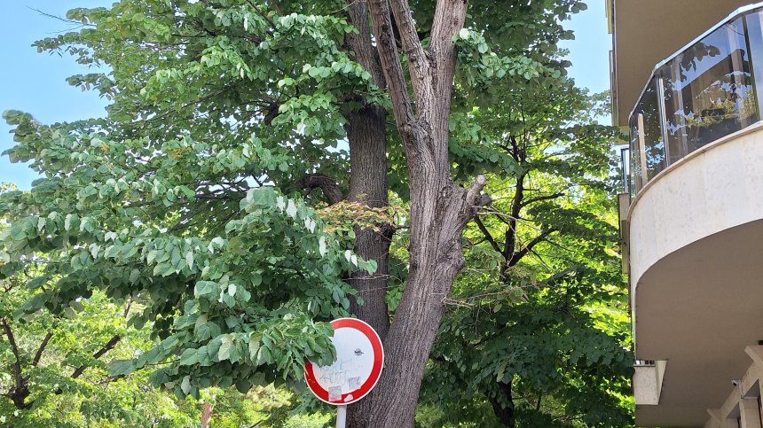 Опасен сух клон на оживено място в Русе, реакция от общината няма
