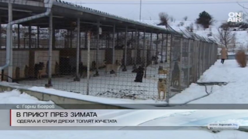 1500 кучета се борят със зимата в приюта в Горни Богров