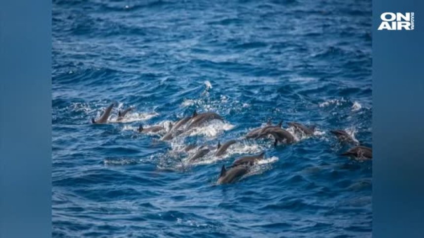 Бели и розови делфини се завърнаха в залива на Хонконг