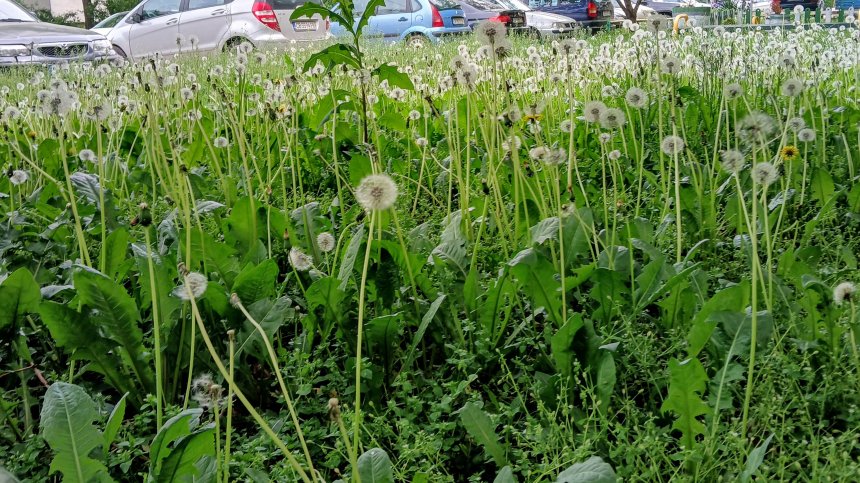 Столичани алармират: Тревата в София е до коляно и гъмжи от кърлежи