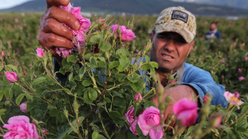 Заради топлата пролет в Калоферско започна розоберът