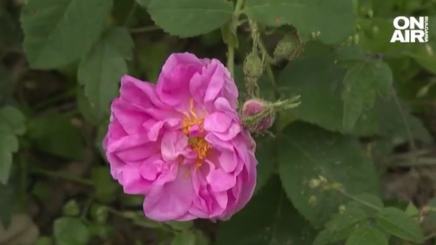 Пътят на популярното розово масло до световната козметика