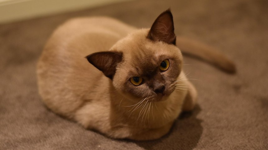 Коте, заспало в пералня, оцеля по чудо на 3000 оборота за 55 минути