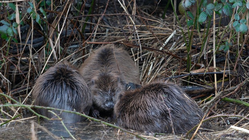 Бобри запушиха тръби и предизвикаха наводнение в Башкирия