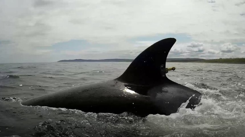 Белите акули се превръщат в любимата плячка на косатките (+ВИДЕО)