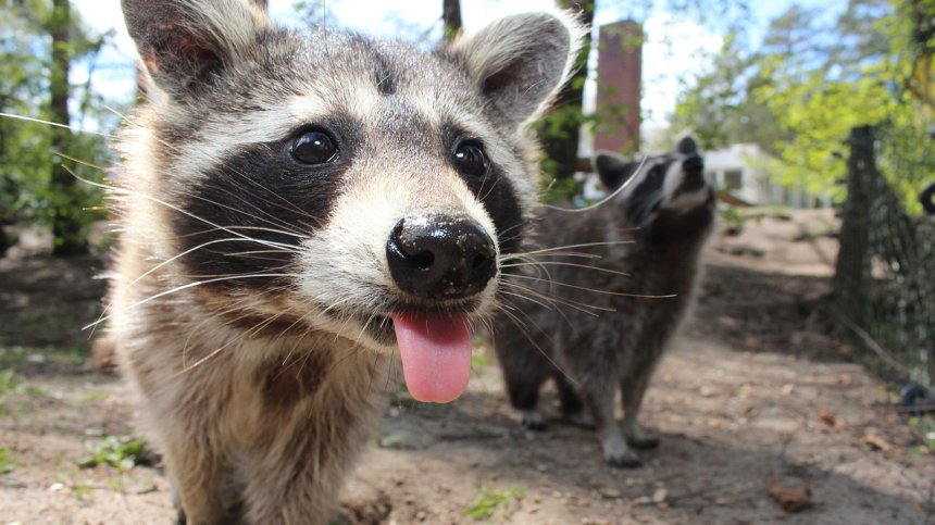 Майка енот спаси малкото си в сетния миг (ВИДЕО)