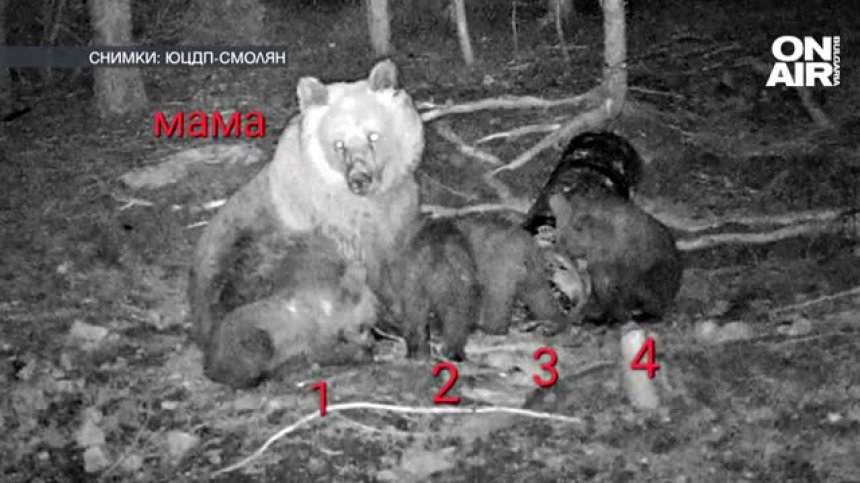 Рядък шанс: Фотокапани заснеха мечка с четири малки в Родопите