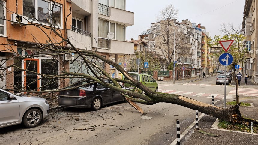 Опасно дърво в Русе падна върху коли и прозорци
