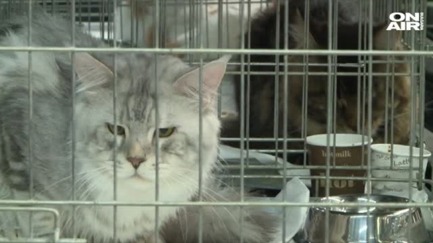 Международна изложба на котки радва жителите и гостите на София