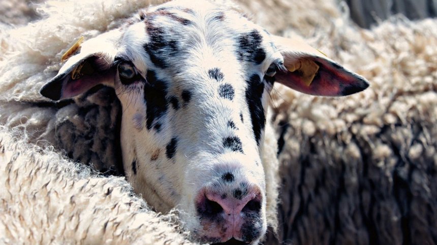 Фермери и преработватели срещу масовата ваксинация: Има риск за пазара