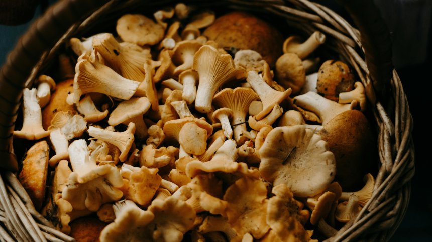 Ядливите гъби могат да регулират кръвната захар