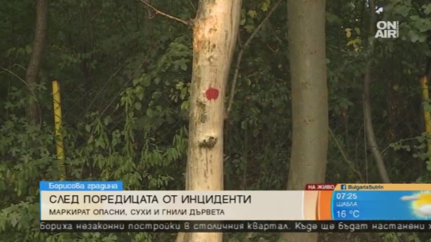 Започва отстраняването на гнили и сухи дървета в Борисовата градина