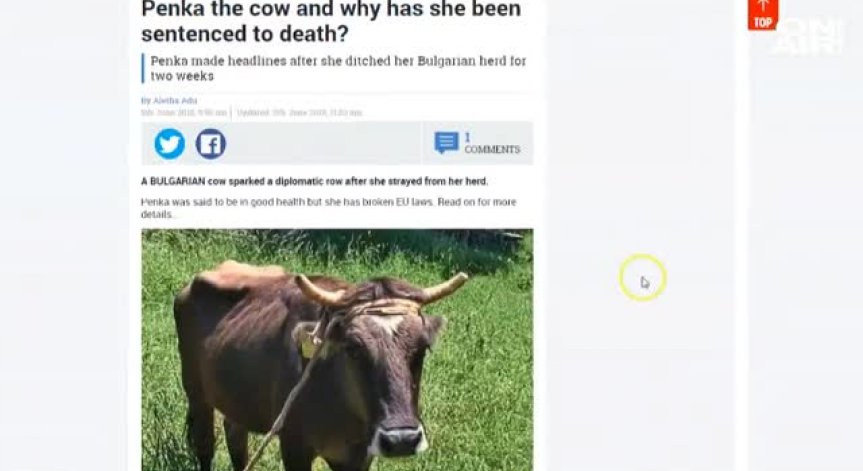 Историята на кравата Пенка превзе и чуждестранните медии