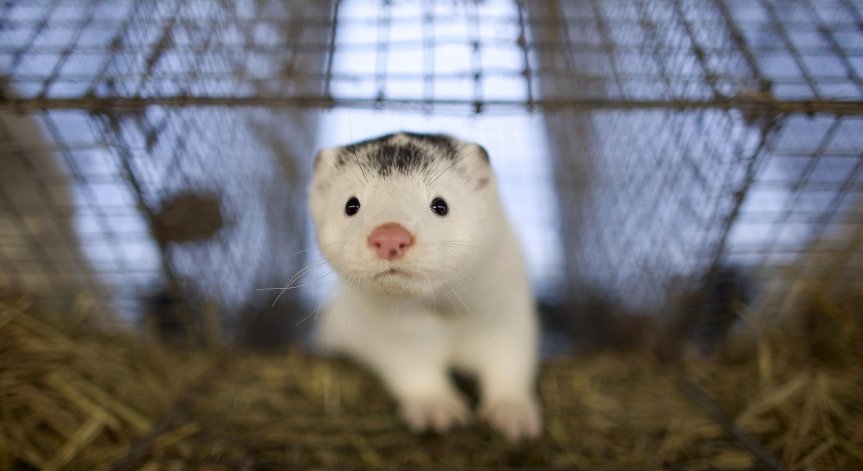 Норки са заразени с Ковид-19, организации зоват да се спре търговията с кожа
