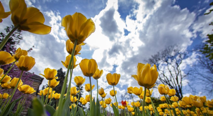 Посрещаме предимно слънчева неделя с високи градуси
