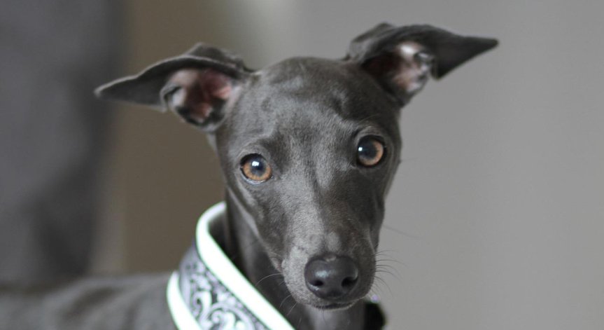 Пазете домашните любимци: Диагностицираха куче с маймунска шарка