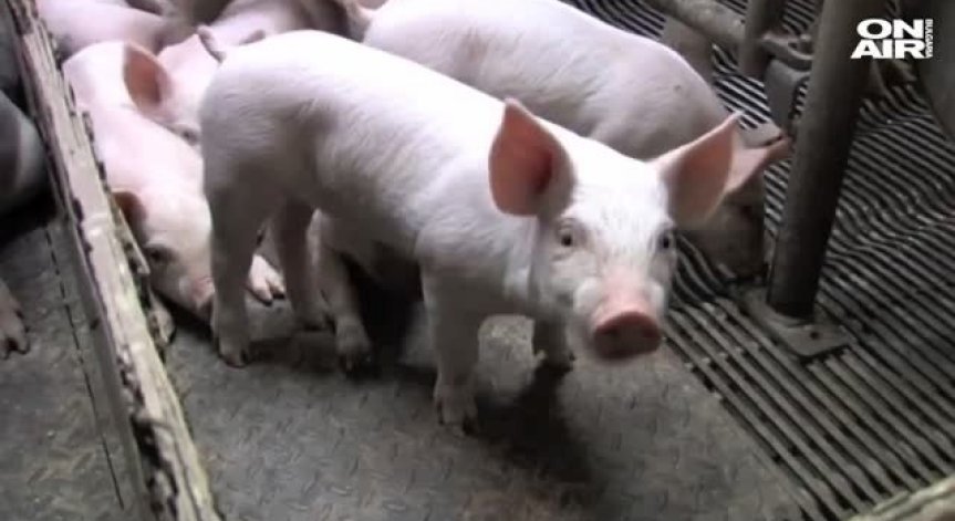 БАБХ забрани продажбата на свинско месо и продукти на фермерските пазари